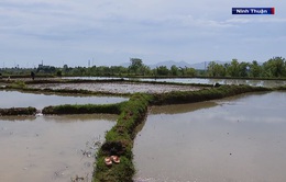 Ninh Thuận nỗ lực thoát khỏi tỉnh khô hạn nhất nước