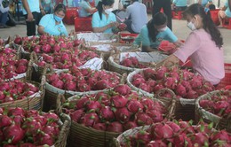 Đa dạng hóa thị trường xuất khẩu thanh long Việt