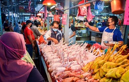 Singapore gặp khó khi Malaysia cấm xuất khẩu thịt gà