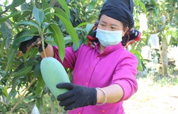Sơn La sẵn sàng cho Festival trái cây và sản phẩm OCOP Việt Nam 2022