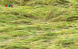 Gần 3000 ha lúa Đông Xuân bị thiệt hại do mưa lớn