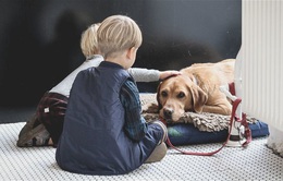 Có thể có mối liên hệ giữa chó và sự gia tăng đột biến các trường hợp mắc viêm gan ở trẻ em