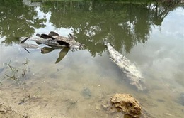 Cá chết hàng loạt trên sông Bàu Giang