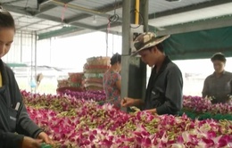Nghề trồng hoa lan ở Thái Lan gặp khó