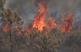 Nắng nóng thiêu đốt châu Âu, cháy rừng ở Bồ Đào Nha làm 29 người bị thương