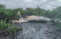 Phát hiện xác cá voi "khủng" dạt vào bờ tại Quảng Ninh