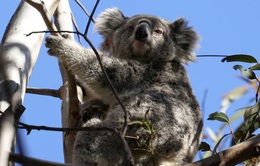 Australia: Các loài động vật đối mặt nguy hiểm khi môi trường xấu đi