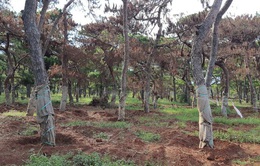 Gia Lai: Yêu cầu chấm dứt việc di thực cây thông ở FLC Đăk Đoa