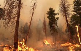 Mỹ: Cháy rừng lan rộng, thiêu rụi hơn 6.700 ha gần Công viên Quốc gia Yosemite