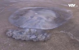 Nguy hiểm khó lường khi tắm biển gặp sứa độc