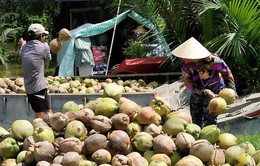 Giá dừa khô Bến Tre thấp kỷ lục