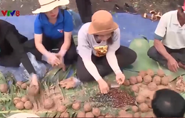 Đắk Lắk khôi phục rừng từ bom hạt giống