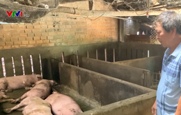 2 tỉnh tạm dừng tiêm vaccine phòng tả lợn châu Phi