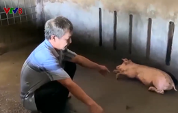 Phú Yên: Tạm dừng tiêm vaccine dịch tả lợn Châu Phi