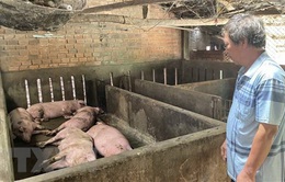 Chấn chỉnh việc cung ứng, sử dụng vaccine dịch tả lợn châu Phi
