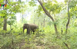 Bảo tồn voi ở Đắk Lắk còn nhiều thách thức