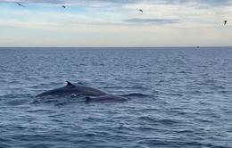 Cá voi xanh lại xuất hiện ở ven biển Đề Gi