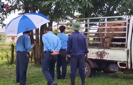 Quân khu 5 trao tặng bò giống cho đồng bào Lào