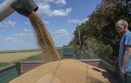 Nga cân nhắc cắt giảm xuất khẩu ngũ cốc
