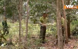 Thiếu nhân lực để giữ rừng tại Lâm Đồng