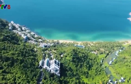 Đà Nẵng chi 8 tỷ đồng trồng cây xanh tạo đặc trưng trên bán đảo Sơn Trà