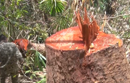 Kon Tum: Khởi tố bổ sung vụ khai thác gỗ trái phép tại Sa Thầy