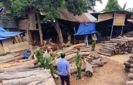 Phát hiện điểm tập kết trái phép gỗ quý tại Đắk Lắk