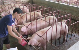 Giá lợn hơi đang ở dưới mức giá thành