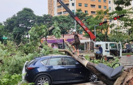 Hà Nội: Cây xanh bật gốc đè lên ô tô do mưa dông lớn