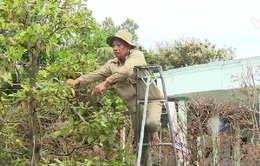 Mưa trái mùa ảnh hưởng chất lượng cây cảnh Tết ở ĐBSCL