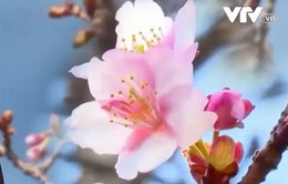 Chiêm ngưỡng hoa anh đào nở sớm ở Nhật Bản