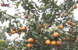 Nông dân Hà Tĩnh thu hoạch cam giáp Tết
