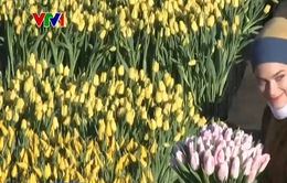 Nhộn nhịp Ngày hoa tulip tại Hà Lan