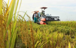 Nông dân trồng lúa miền Tây trúng mùa, trúng giá