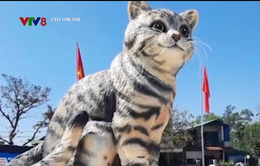 Quảng Trị cân nhắc bán đấu giá linh vật 'mèo hoa hậu' gây quỹ từ thiện