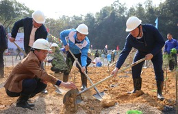 Quảng Ninh: Trồng 3.000 cây phi lao tại mặt bằng khu Đồng Vông