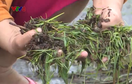 Phú Yên: Nhiều diện tích lúa vụ Đông Xuân bị ngập