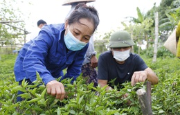 EU nới lỏng kiểm soát rau gia vị Việt Nam: Kỳ vọng thúc đẩy kim ngạch xuất khẩu rau quả