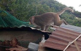 Đàn khỉ 200 con tràn vào nhà dân