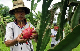 Thanh long tắc đường sang Nhật, nông dân như "ngồi trên lửa"