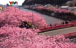 Chiêm ngưỡng hoa anh đào nở rộ tại Nhật Bản