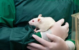 Liệu các loại thuốc mới có còn an toàn khi FDA không yêu cầu thử nghiệm trên động vật?