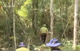 Xác định được đối tượng vụ phá rừng tại Kông Chro