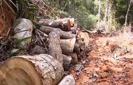 Xử lý nghiêm vụ ủi đường, phá rừng tại Ninh Hòa, Khánh Hòa
