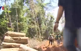Điều tra vụ phá rừng ở Ninh Ích, Khánh Hòa