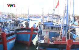 Ngư dân tương trợ nhau vươn khơi khi giá cá ngừ giảm mạnh