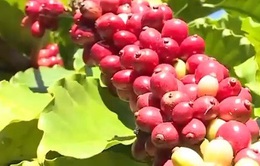 Nhiều nông dân trồng cà phê vẫn “mơ hồ” về chỉ dẫn địa lý