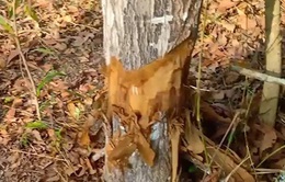 Nhiều cây gỗ quý ở Khu bảo tồn Bình Châu - Phước Bửu bị đầu độc