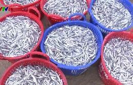 Ngư dân Phú Yên trúng đậm cá cơm