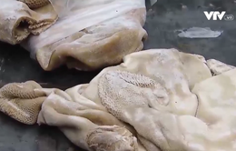 Lạng Sơn: Tiêu huỷ gần 10 tấn nội tạng động vật không rõ nguồn gốc
